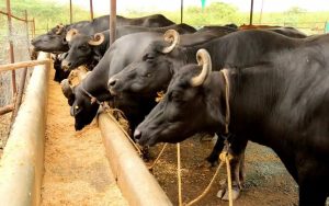 Boosting dairy and livestock growth a major initiatives in Marathwada, Maharashtra