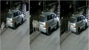 Dairy farmer's cows go missing, CCTV footage shows them being abducted