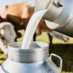 Pulwama Leads Kashmir in Milk Processing with Over Rs 7.45 Lakh Litres Daily