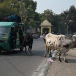 Stray cattle, illegal dairy farms thrive unchecked