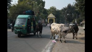 Stray cattle, illegal dairy farms thrive unchecked