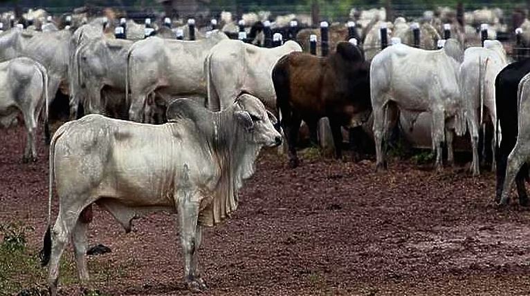 Delhi government to launch survey and financial scheme for cow shelters
