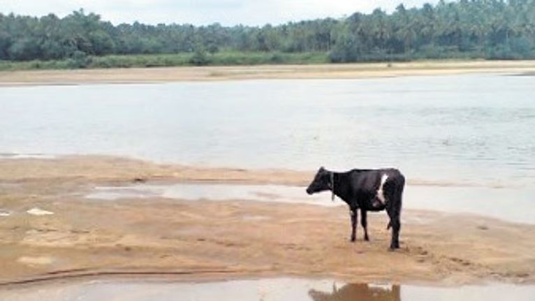 Traders in Malappuram accused of leaving cattle to die for insurance claims