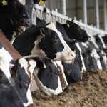 AI Predicts Feed Additive Impact on Methane Emissions in Dairy Cows