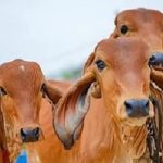 Amul, NDDB Drive Decarbonisation Efforts Amid Challenges in India’s Fragmented Livestock Sector