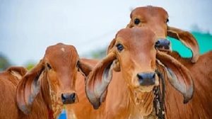 Amul, NDDB Drive Decarbonisation Efforts Amid Challenges in India’s Fragmented Livestock Sector