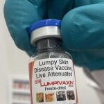 Biolumpivaxin Bharat Biotech launches new vaccine against lumpy skin disease