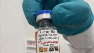Biolumpivaxin Bharat Biotech launches new vaccine against lumpy skin disease