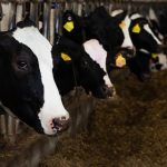 Concerning rise of methane emissions in dairy farming Call for climate-smart solutions