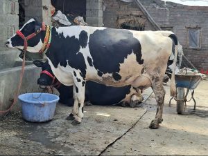 Farm Heroines of Kashmir How Women Are Sowing a New Future