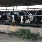 Feedlot expansion Bombay Dairy in Kenyon approved
