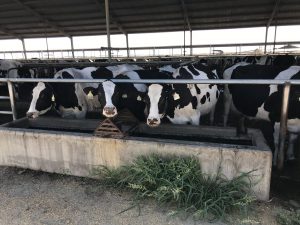 Feedlot expansion Bombay Dairy in Kenyon approved