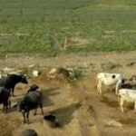 India’s FTAs and impact on dairy and agriculture