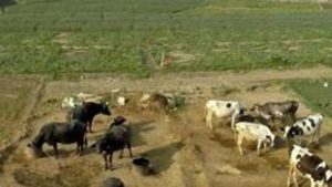 India’s FTAs and impact on dairy and agriculture