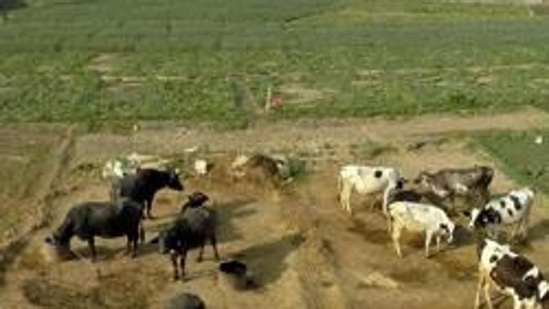 India’s FTAs and impact on dairy and agriculture