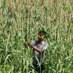 Industry, farmers relieved as FTA excludes dairy items, rice
