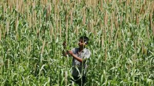 Industry, farmers relieved as FTA excludes dairy items, rice