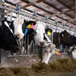 Innovations help reduce dairy production costs