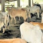 Low procurement prices, rising feeding costs forcing farmers out of dairy sector