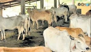 Low procurement prices, rising feeding costs forcing farmers out of dairy sector