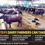 Ludhiana Rising temperatures could slash production of milk by up to 30