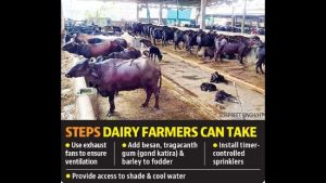 Ludhiana Rising temperatures could slash production of milk by up to 30