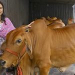 Medicinal milk costing 150 rupees per litre; know about 'Sahiwal' cows from 'Vrindavan