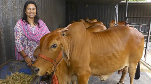Medicinal milk costing 150 rupees per litre; know about 'Sahiwal' cows from 'Vrindavan