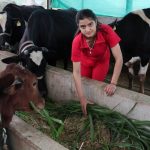 Milking success Sakina Thakur’s dairy farm in Mandi village earns Rs 2L month
