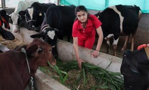 Milking success Sakina Thakur’s dairy farm in Mandi village earns Rs 2L month