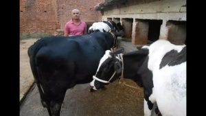 Milking success Story of a dairy pioneer