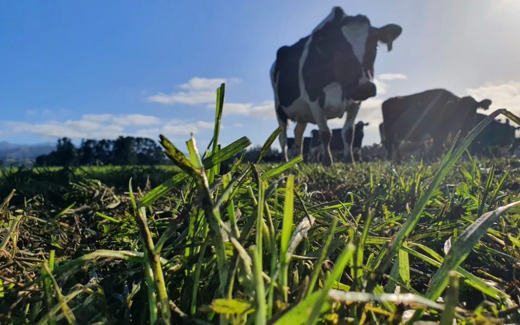 New model to audit dairy co-ops introduced