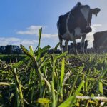 New model to audit dairy co-ops introduced