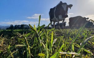 New model to audit dairy co-ops introduced