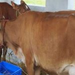 Odisha’s Go-Palan Yojana Gains Momentum With High-Yielding Cattle Induction