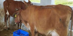 Odisha’s Go-Palan Yojana Gains Momentum With High-Yielding Cattle Induction