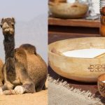 Oman To Get Its First-Ever Camel Milk Cheese Factory In Dhofar Region