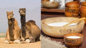 Oman To Get Its First-Ever Camel Milk Cheese Factory In Dhofar Region