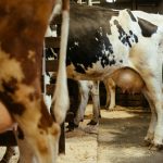 As livestock numbers grow, wild animal populations plummet