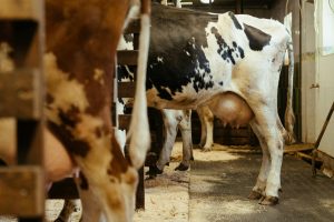 As livestock numbers grow, wild animal populations plummet