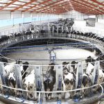 China's Dairy Glut Modern Dairy's Losses Deepen