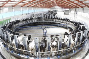 China's Dairy Glut Modern Dairy's Losses Deepen