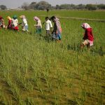 Farmers’ collectives team up with corporate sector