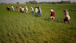 Farmers’ collectives team up with corporate sector