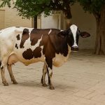 Frieswal India’s High-Milk-Yield, Climate-Ready Dairy Breed Perfect for Farmers