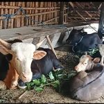 From Hills to Riches How Mithun Milk and Churpi Could Revolutionize Arunachal's Dairy Scene
