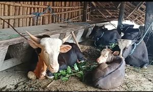 From Hills to Riches How Mithun Milk and Churpi Could Revolutionize Arunachal's Dairy Scene