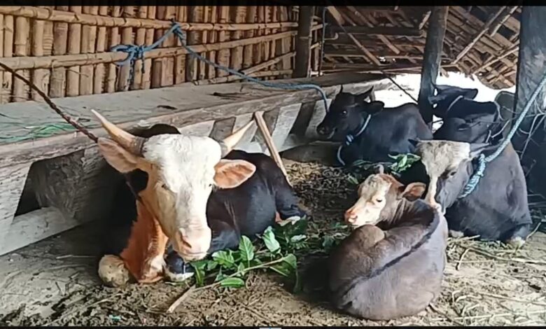 From Hills to Riches How Mithun Milk and Churpi Could Revolutionize Arunachal's Dairy Scene