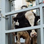 Indonesia Boosts Milk 1,573 Aussie Dairy Cows Arrive