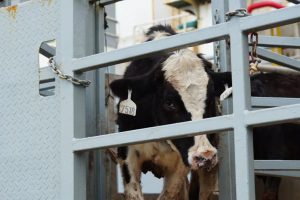 Indonesia Boosts Milk 1,573 Aussie Dairy Cows Arrive